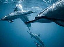 华体官网登录方式-【亚冠】雷文杰送点曹圭成2球 上港0比2获小组第二